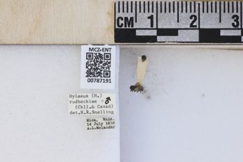 Media type: image;   Entomology 787191 Aspect: labels